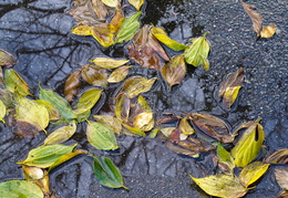 wet foliage